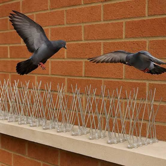 Pigeon Spikes